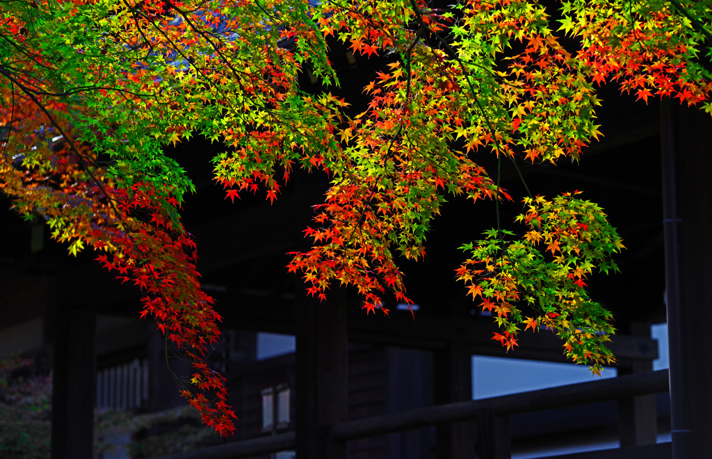 色様々に　IMGP1616zz