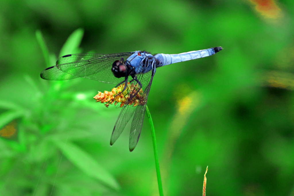 大塩辛蜻蛉　P1010753zz