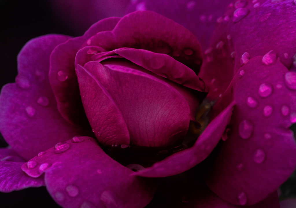 雨に咲く花　IGP7915zz