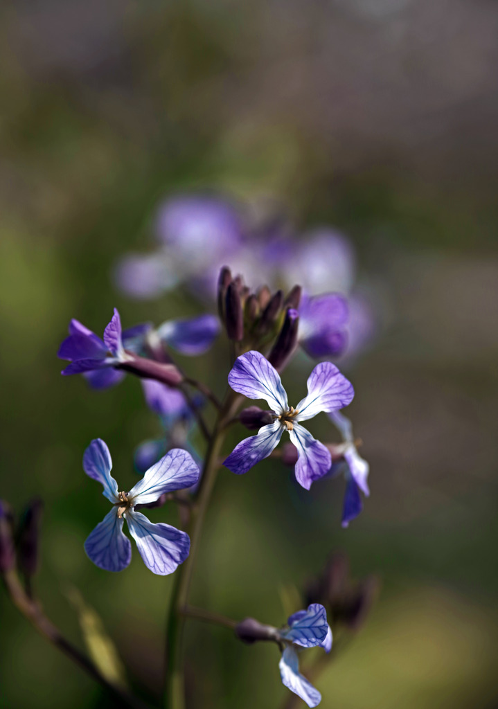 浜大根の花   IMGP3086zz