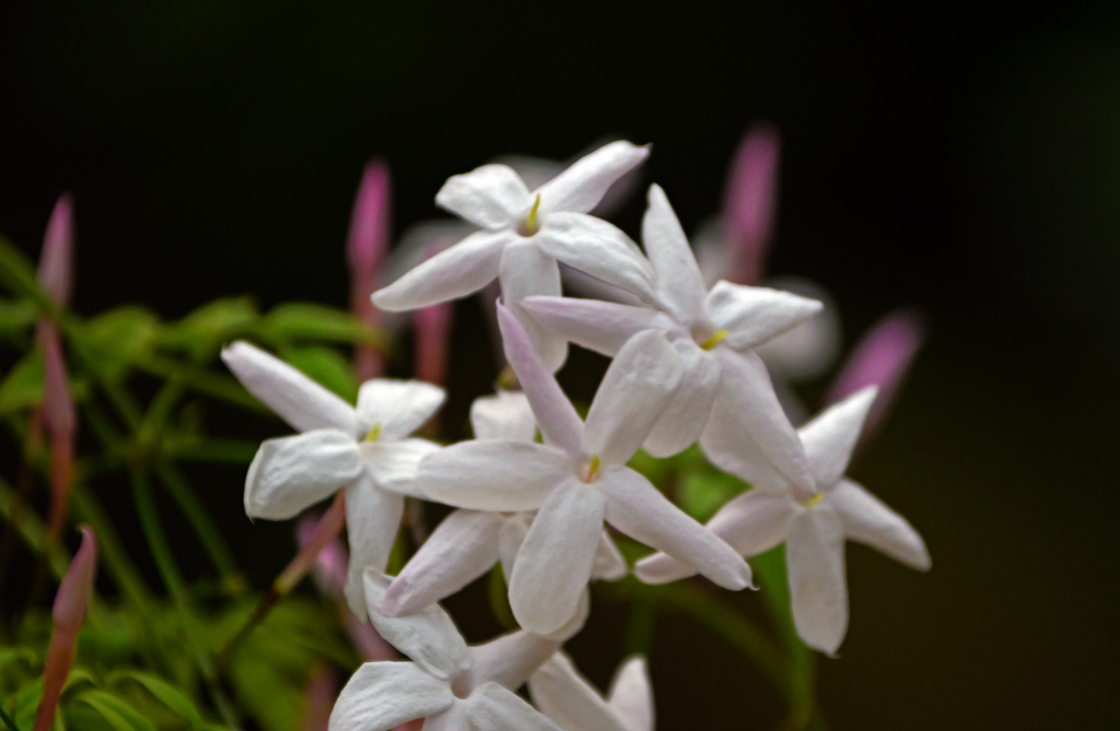 羽衣茉莉花　P1060549zz