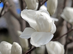 白いモクレン　P1230656zz