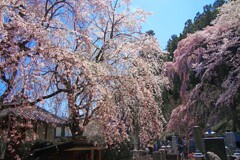 恵明禅寺の枝垂桜　IMGP4729zz