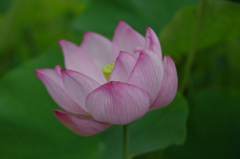  Pink lotus　_IGP7142zz