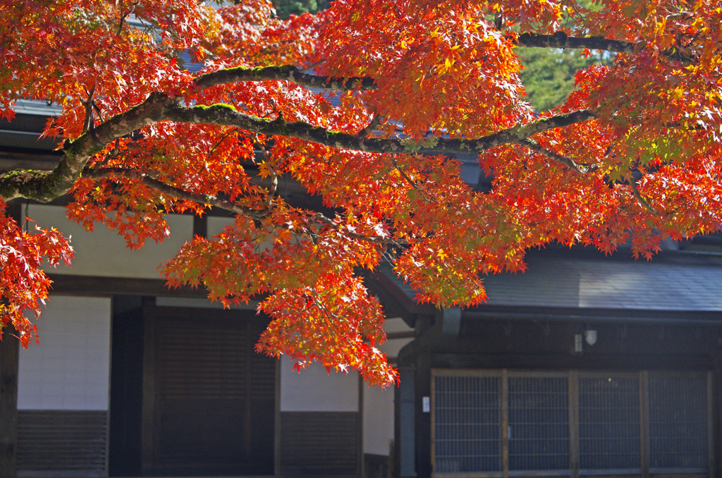 お寺のシンボルツリー　_IGP9397zz