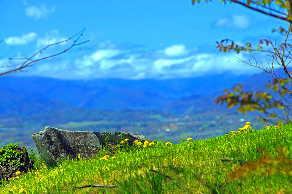 タンポポが咲く丘　IMGP2408zz