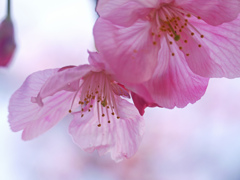 さくらの笑顔　P1250340zz