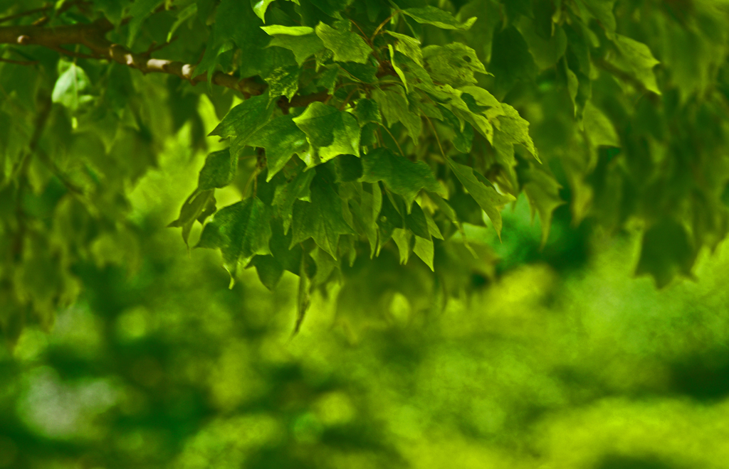 つゆのみどり　IMG1539zz