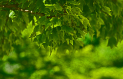 つゆのみどり　IMG1539zz