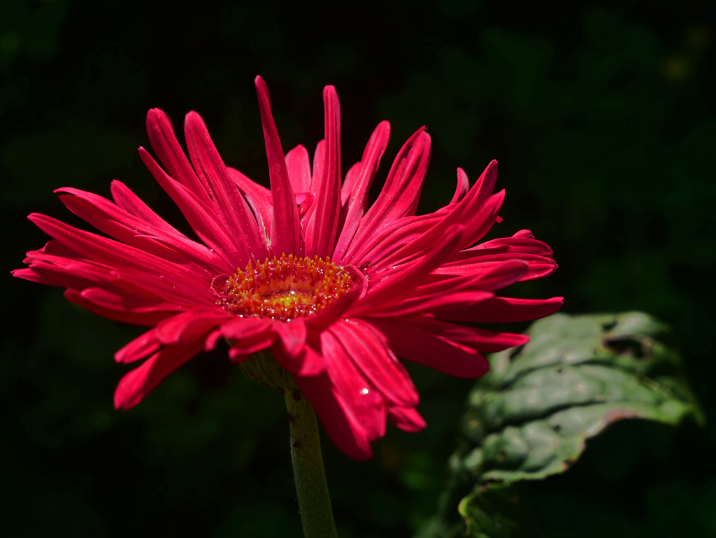 赤いガーベラ　P1690299