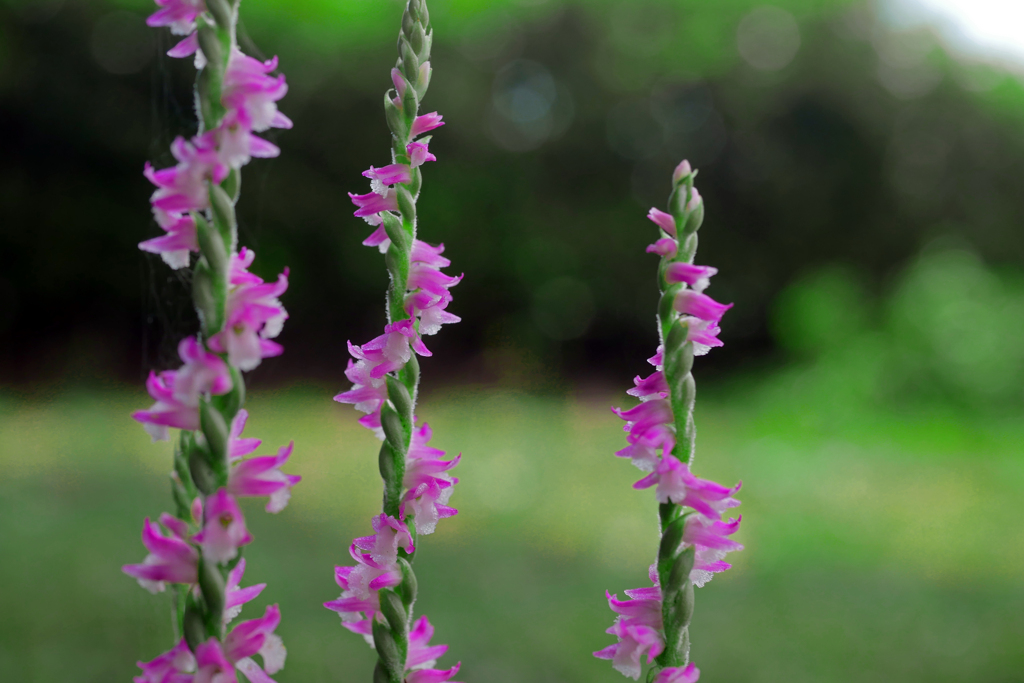 三姉妹　P1420655zz