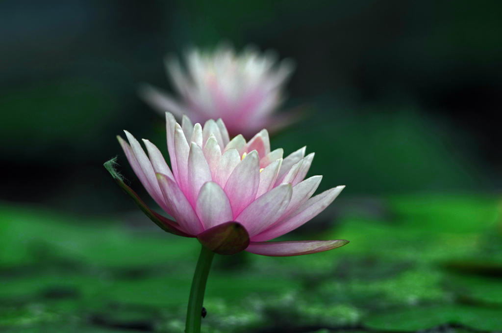 二輪の蓮　IMG1414zz