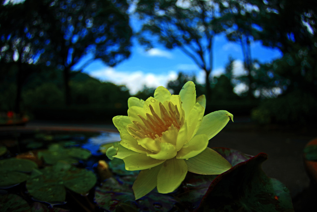 光る花　IMGP8789zz