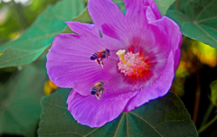 朝のお食事　P1210597zz