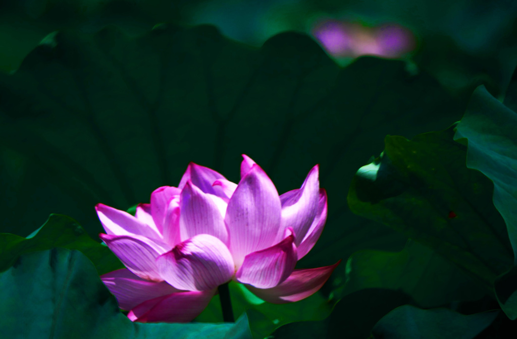 赤い蓮　P1340167z