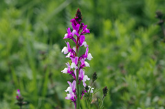 野に咲く名の知らぬ花　IMG0450zz