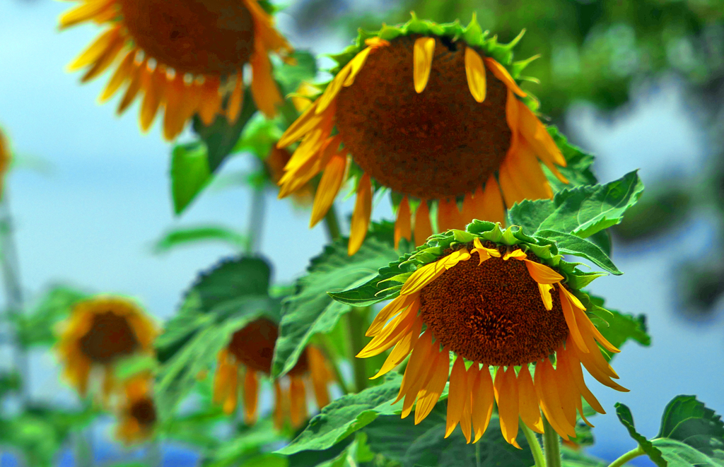 少し夏バテ気味　P1220228zz