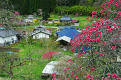 花桃の里Ⅱ　P1063455zz