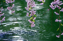 水辺の枝垂れ桜　IMG2662zz