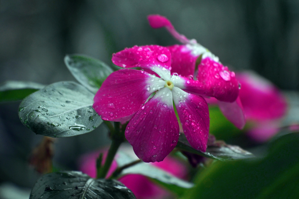 雨後の輝きⅡ　P1043340zz