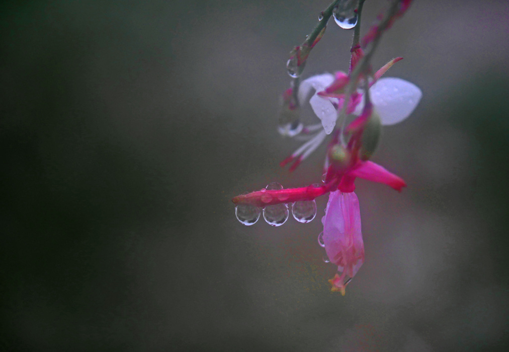 雨の贈り物　P1680098zz