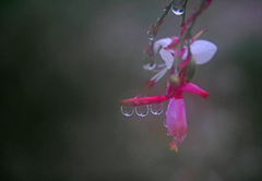 雨の贈り物　P1680098zz