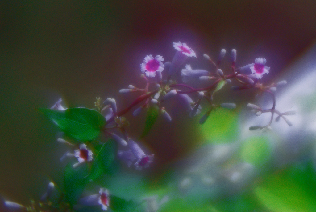 早乙女花(ソフトフォーカスレンズで)　IMGP6508zz