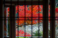 窓の外は師走の紅葉　P1059691zz
