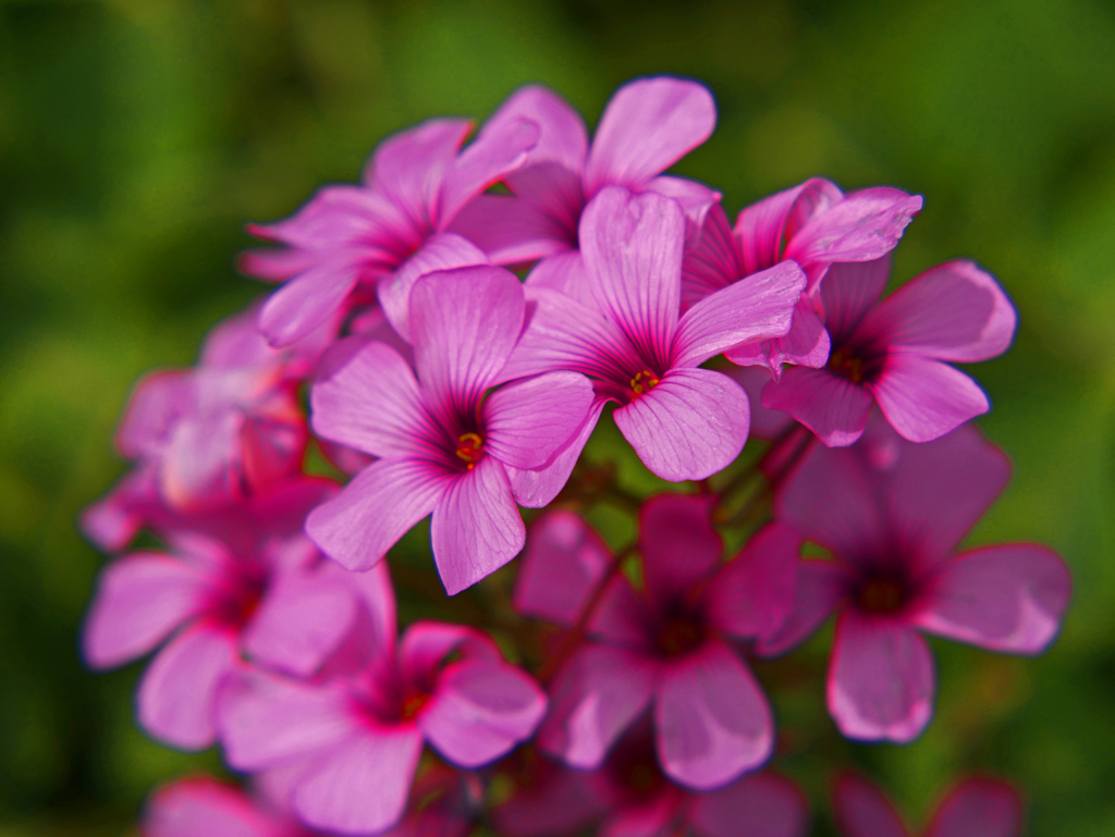 イモカタバミの花　P1170126zz
