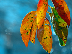 柿の花は七変化　P1770716zz
