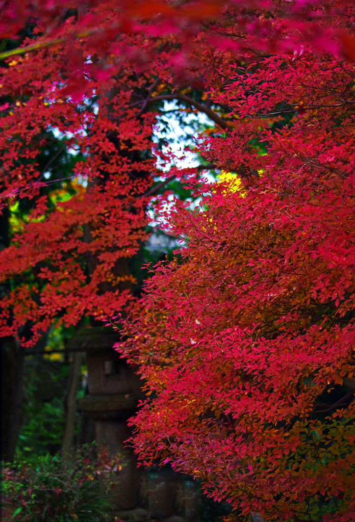 満天星（まんてんせい）　IMGP3991zz