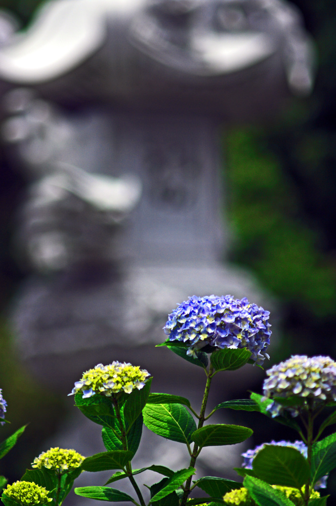 紫陽花と石灯籠　IMGP8173zz