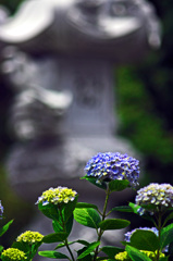 紫陽花と石灯籠　IMGP8173zz