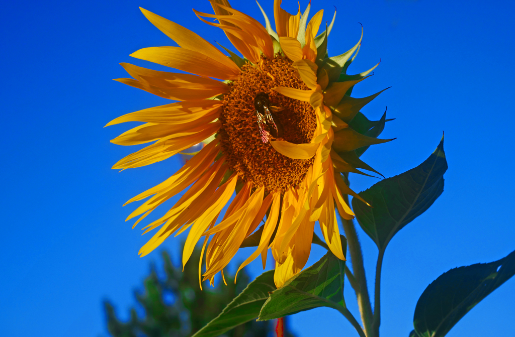 太陽の贈り物　P1210621zz