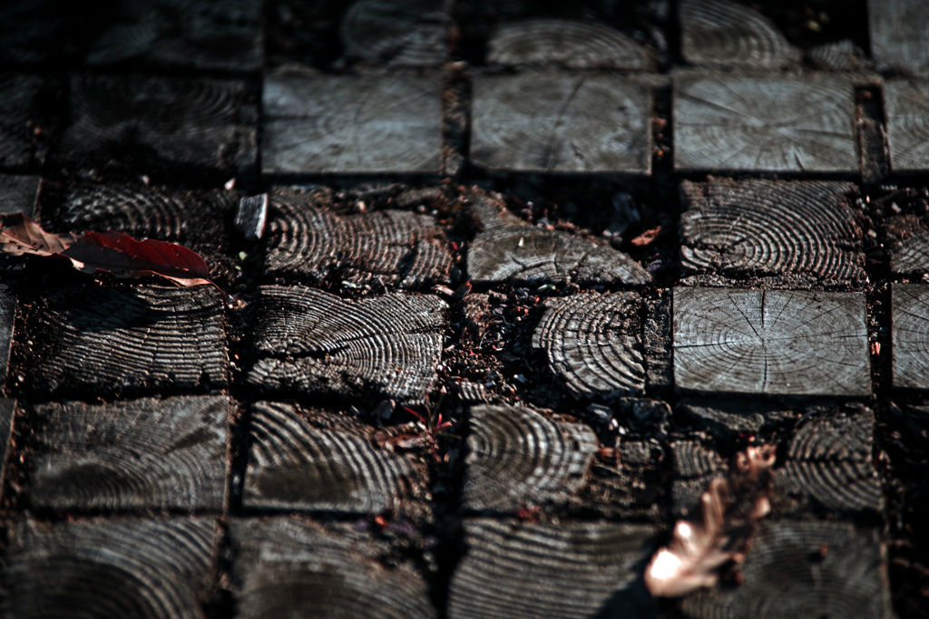 朽ちた年輪　IMGP2281zz