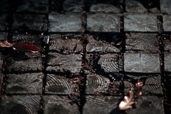 朽ちた年輪　IMGP2281zz