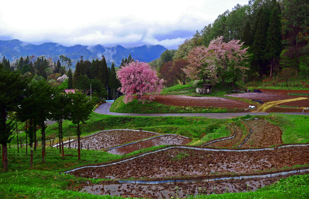 花散らしの雨　P1380185zz