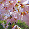 「破顔一笑」　IMGP2907zz