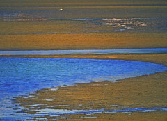 干潟　P1580578zz