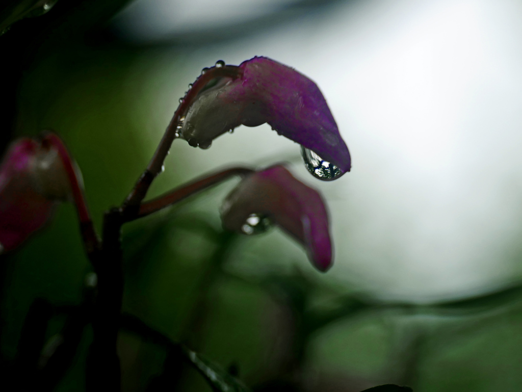 雨に濡れて　P1200543zz