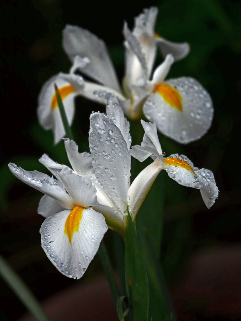雨上りの朝 白いアイリス　P1150563zz