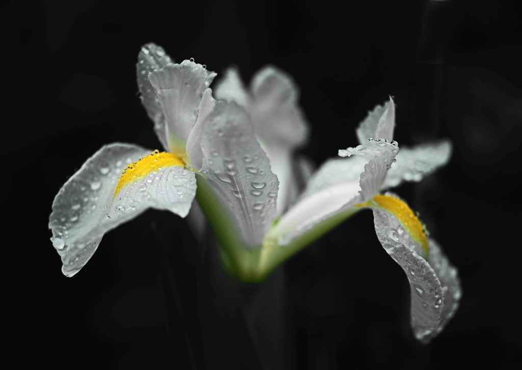 雨粒を纏って　IMGP5852z