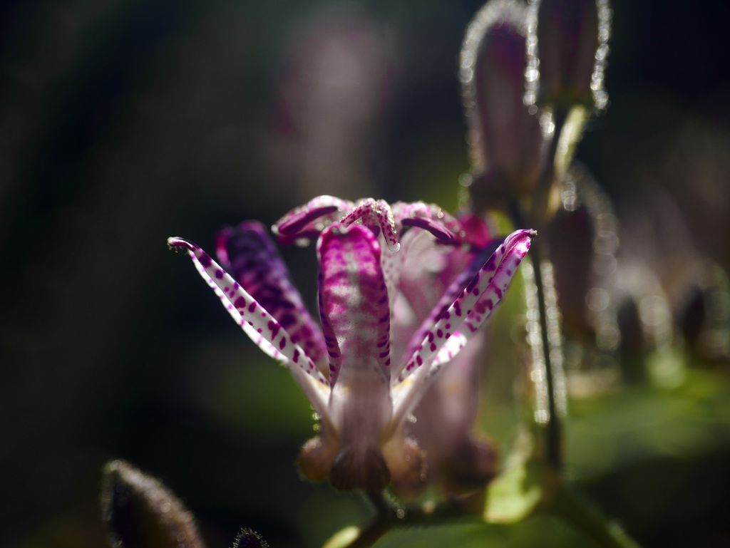 杜鵑草(ホトトギス)Ⅱ　P1470416zz