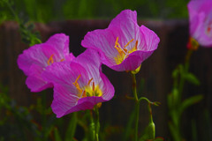 赤花夕化粧　IMGP5429zz