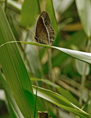 ジャノメと蟻　IMG9426zz