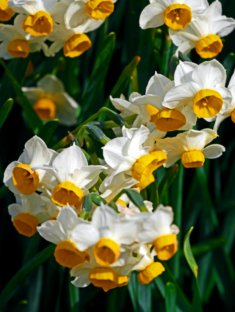 下を向くスイセン　P1070841zz