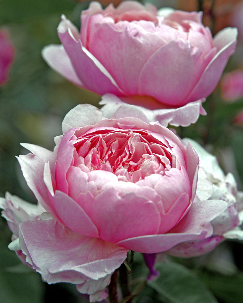 Twin roses　_IGP6133z