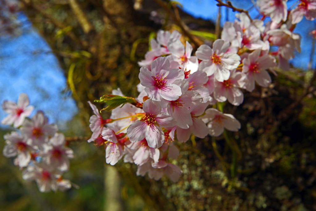 胴付き桜　IMGP2129zz