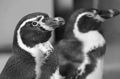Two penguins   P1059509zz