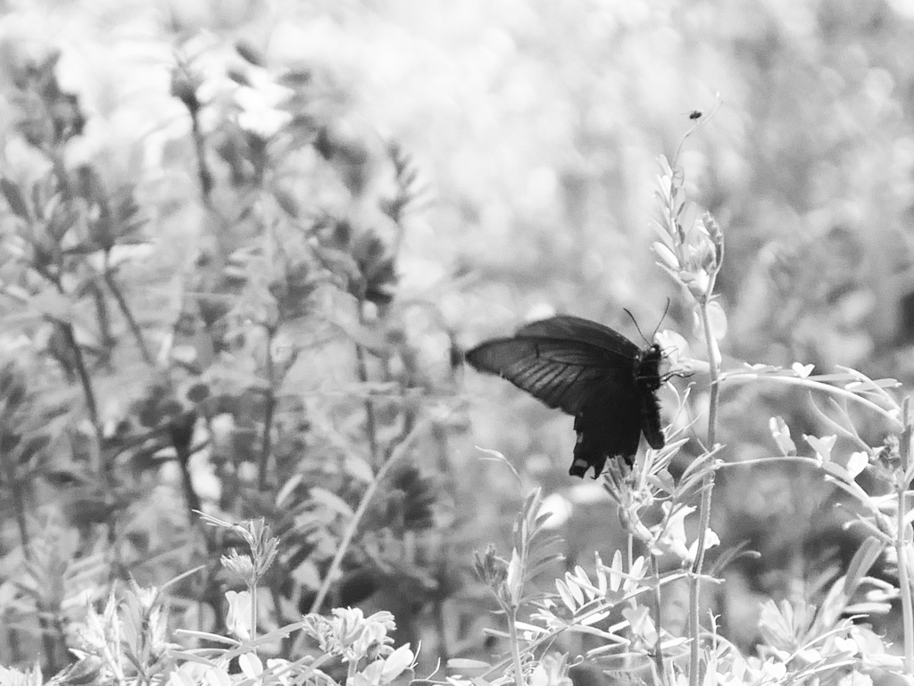 黒アゲハ蝶　P1180530zz